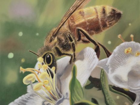 Cooperation - Soft Pastel on Paper
